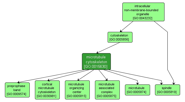 GO:0015630 - microtubule cytoskeleton (interactive image map)