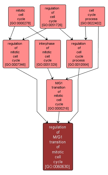 GO:0060630 - regulation of M/G1 transition of mitotic cell cycle (interactive image map)