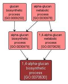 GO:0070630 - 1,4-alpha-glucan biosynthetic process (interactive image map)