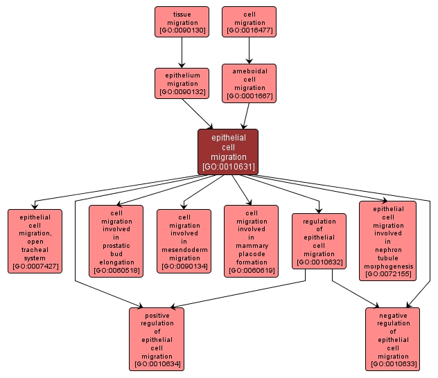 GO:0010631 - epithelial cell migration (interactive image map)