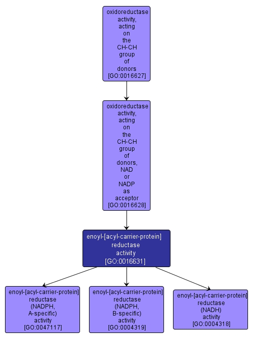 GO:0016631 - enoyl-[acyl-carrier-protein] reductase activity (interactive image map)