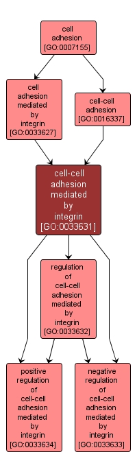 GO:0033631 - cell-cell adhesion mediated by integrin (interactive image map)