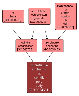 GO:0034631 - microtubule anchoring at spindle pole body (interactive image map)