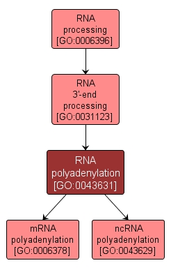 GO:0043631 - RNA polyadenylation (interactive image map)