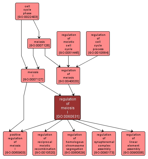 GO:0060631 - regulation of meiosis I (interactive image map)