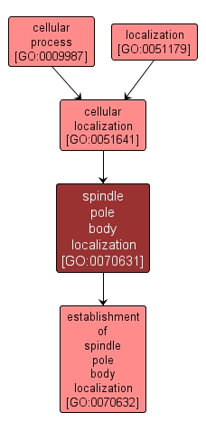 GO:0070631 - spindle pole body localization (interactive image map)