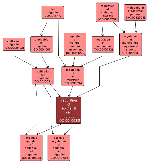 GO:0010632 - regulation of epithelial cell migration (interactive image map)