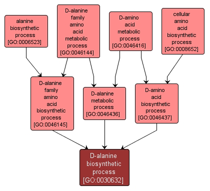 GO:0030632 - D-alanine biosynthetic process (interactive image map)