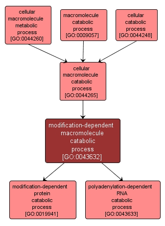 GO:0043632 - modification-dependent macromolecule catabolic process (interactive image map)