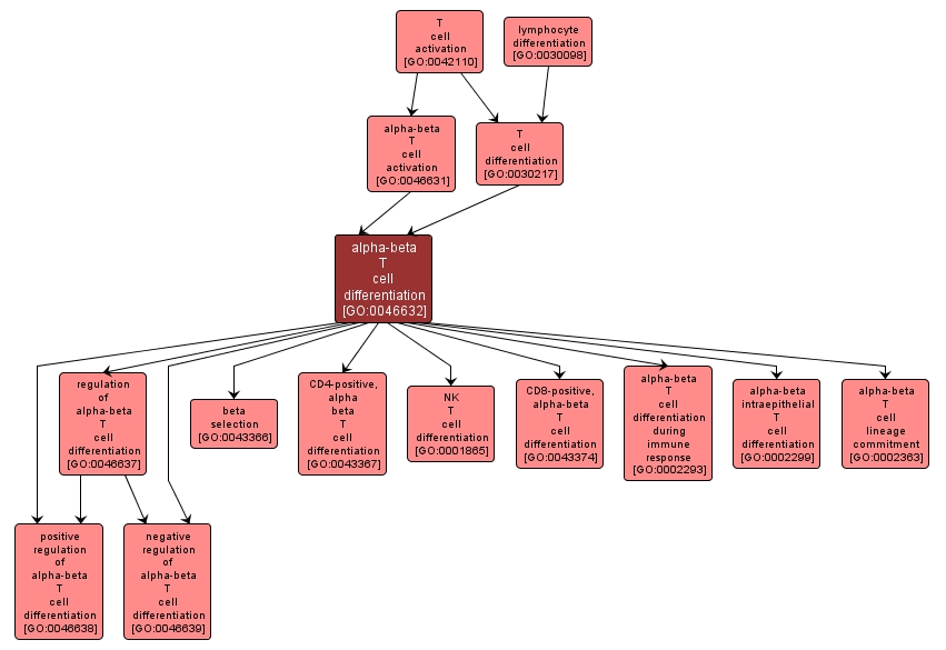 GO:0046632 - alpha-beta T cell differentiation (interactive image map)