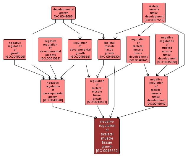 GO:0048632 - negative regulation of skeletal muscle tissue growth (interactive image map)