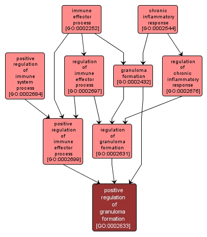 GO:0002633 - positive regulation of granuloma formation (interactive image map)