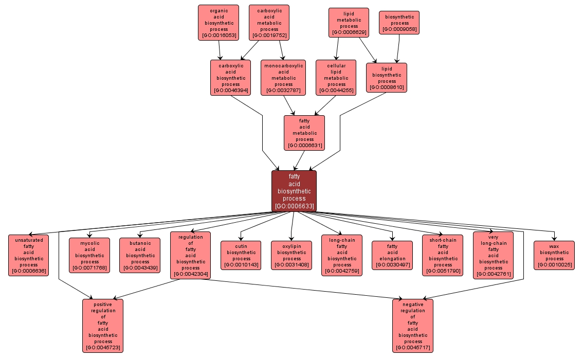 GO:0006633 - fatty acid biosynthetic process (interactive image map)