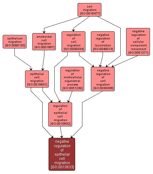 GO:0010633 - negative regulation of epithelial cell migration (interactive image map)