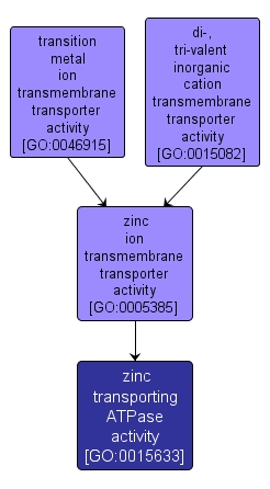 GO:0015633 - zinc transporting ATPase activity (interactive image map)