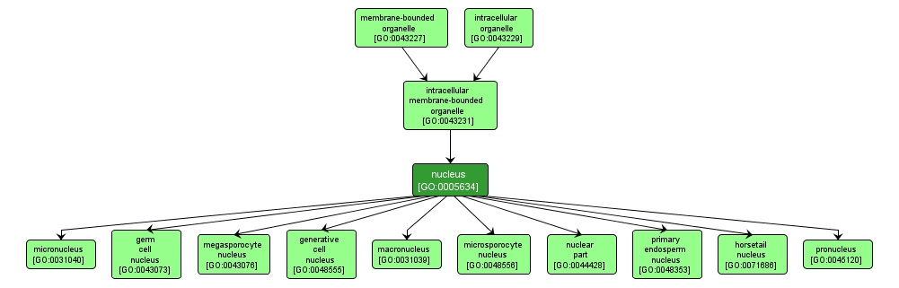 GO:0005634 - nucleus (interactive image map)