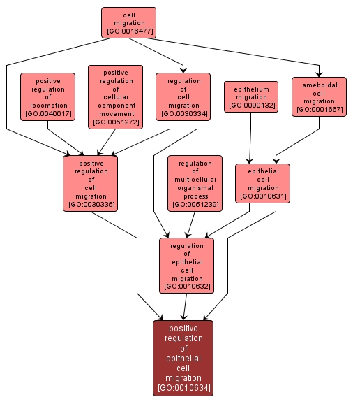 GO:0010634 - positive regulation of epithelial cell migration (interactive image map)