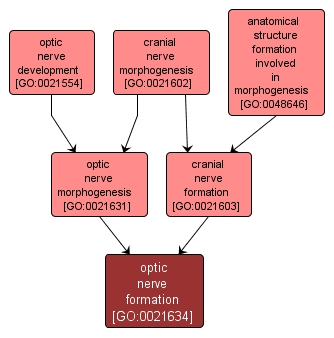 GO:0021634 - optic nerve formation (interactive image map)