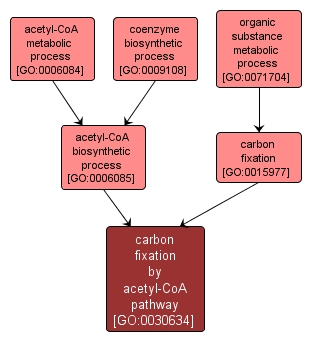 GO:0030634 - carbon fixation by acetyl-CoA pathway (interactive image map)