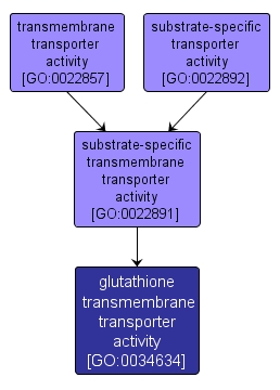 GO:0034634 - glutathione transmembrane transporter activity (interactive image map)
