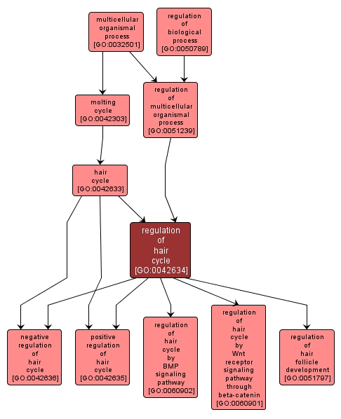 GO:0042634 - regulation of hair cycle (interactive image map)