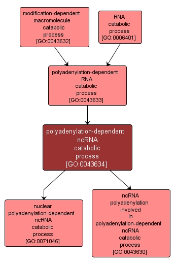 GO:0043634 - polyadenylation-dependent ncRNA catabolic process (interactive image map)