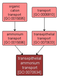 GO:0070634 - transepithelial ammonium transport (interactive image map)