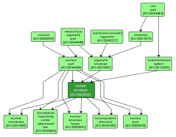 GO:0005635 - nuclear envelope (interactive image map)