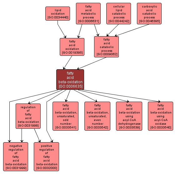 GO:0006635 - fatty acid beta-oxidation (interactive image map)