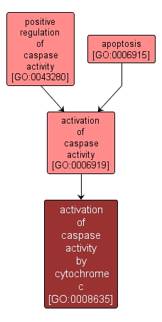 GO:0008635 - activation of caspase activity by cytochrome c (interactive image map)