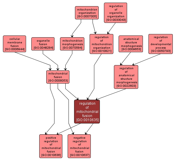 GO:0010635 - regulation of mitochondrial fusion (interactive image map)