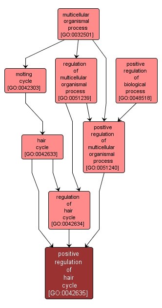 GO:0042635 - positive regulation of hair cycle (interactive image map)