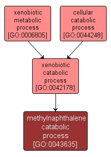 GO:0043635 - methylnaphthalene catabolic process (interactive image map)