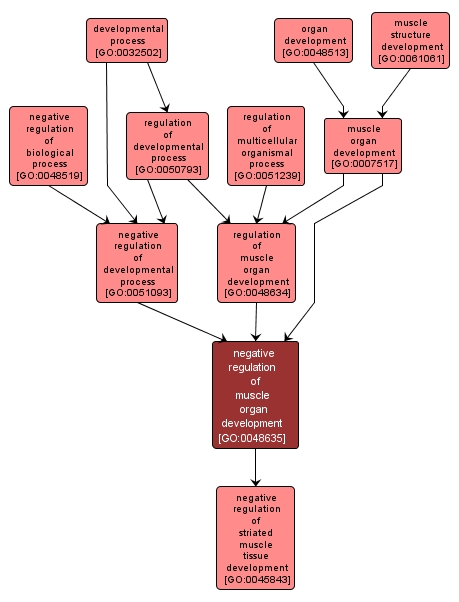 GO:0048635 - negative regulation of muscle organ development (interactive image map)