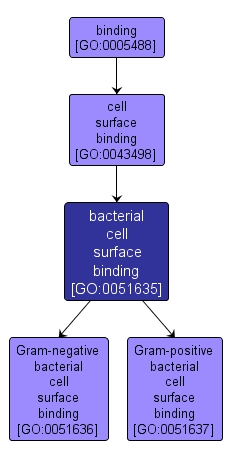 GO:0051635 - bacterial cell surface binding (interactive image map)