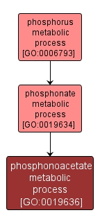GO:0019636 - phosphonoacetate metabolic process (interactive image map)