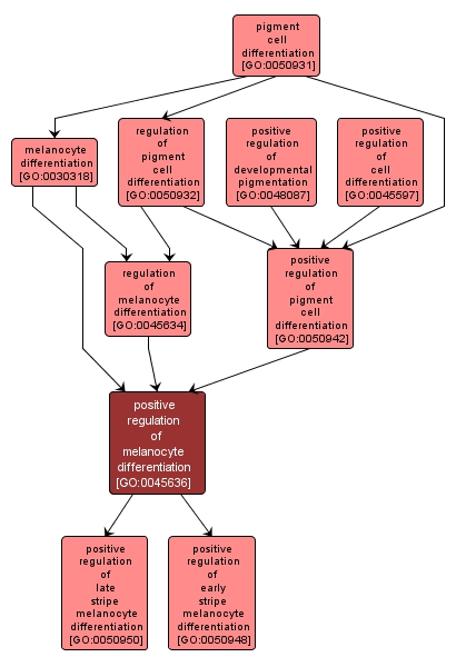 GO:0045636 - positive regulation of melanocyte differentiation (interactive image map)
