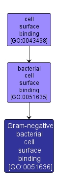 GO:0051636 - Gram-negative bacterial cell surface binding (interactive image map)