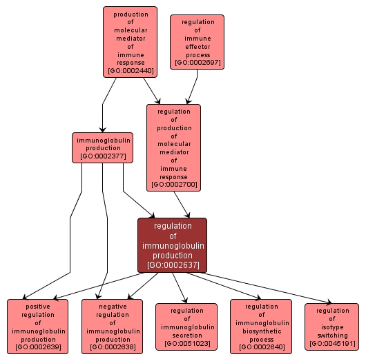 GO:0002637 - regulation of immunoglobulin production (interactive image map)