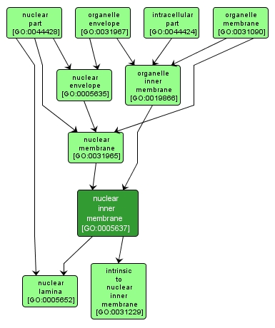 GO:0005637 - nuclear inner membrane (interactive image map)