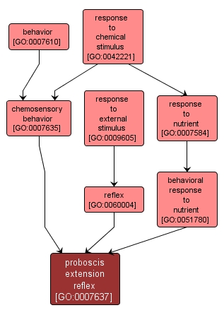 GO:0007637 - proboscis extension reflex (interactive image map)