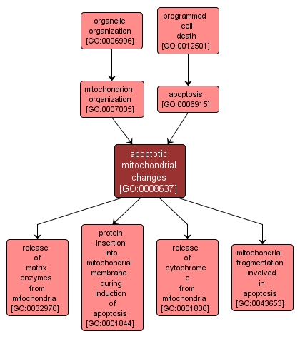 GO:0008637 - apoptotic mitochondrial changes (interactive image map)