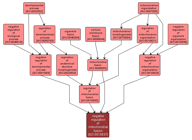 GO:0010637 - negative regulation of mitochondrial fusion (interactive image map)