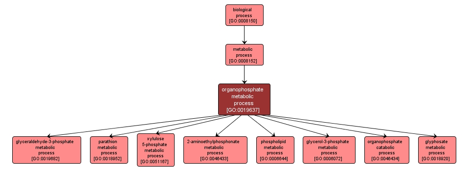 GO:0019637 - organophosphate metabolic process (interactive image map)