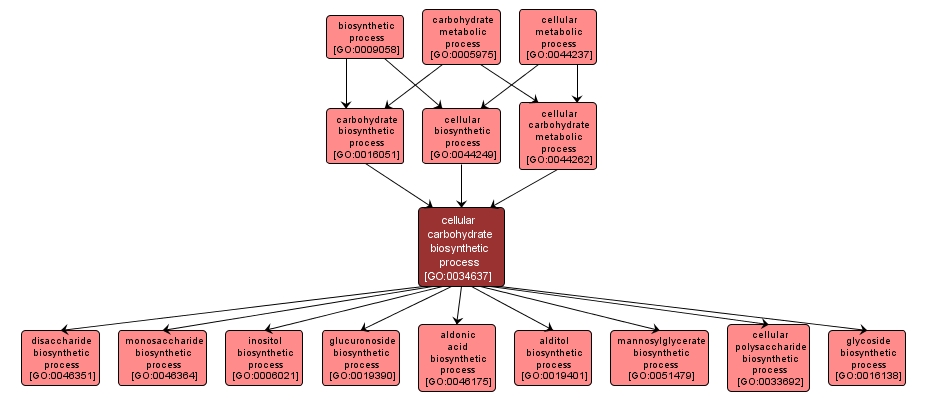 GO:0034637 - cellular carbohydrate biosynthetic process (interactive image map)