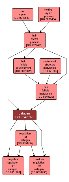 GO:0042637 - catagen (interactive image map)