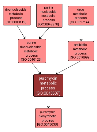 GO:0043637 - puromycin metabolic process (interactive image map)