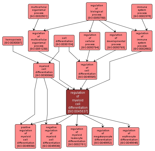 GO:0045637 - regulation of myeloid cell differentiation (interactive image map)