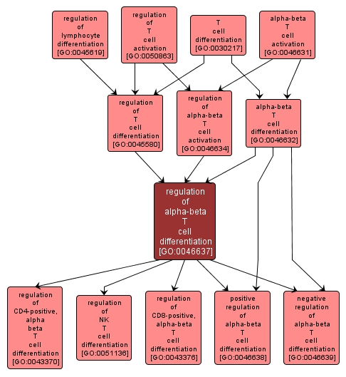 GO:0046637 - regulation of alpha-beta T cell differentiation (interactive image map)