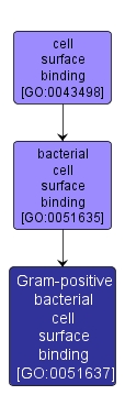GO:0051637 - Gram-positive bacterial cell surface binding (interactive image map)